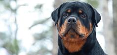 photo de rottweiler
