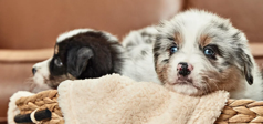 Two puppies in a basket with a blanket