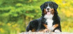 dog lying on the grass