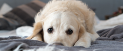 A dog laying in bed