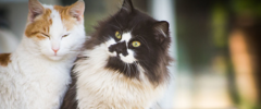 deux chats se câlinent