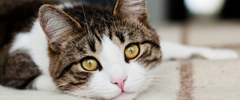 Un chat tigré regardant la caméra