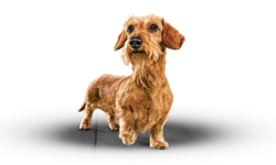 Small breed dog