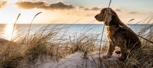 dog next to water, sand and marsh