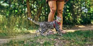cat on a leash at a park