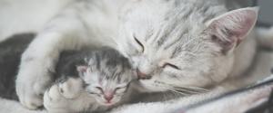 Grey cat cuddling her kitten