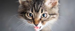Tabby kitten meowing
