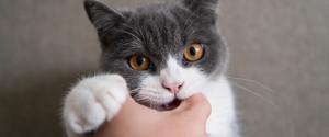 Un chat gris et blanc aux yeux bruns mordant la main d'une personne