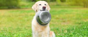 A dog holding its food bowl in its mouth