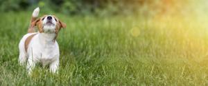 Un petit chien qui aboie