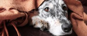 Un chien gris et blanc se cachant sous une couverture