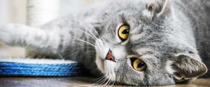 Un chat gris regardant la caméra