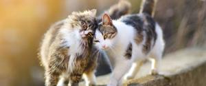 Two cats rubbing against each other