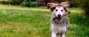 Un chien qui court avec un bâton dans sa bouche