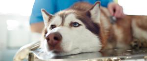 Husky chez le vétérinaire