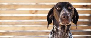 A large brown dog looking at the camera