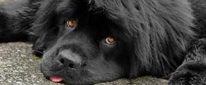 Un chien noir moelleux regardant la caméra