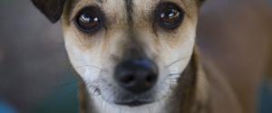 Chien brun regardant la caméra