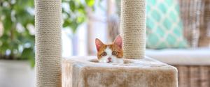 An orange and white cat sitting in a scratching post