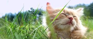 An orange kitten laying in grass