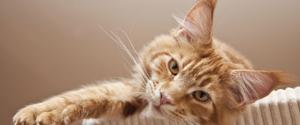 Un chat orange regardant la caméra