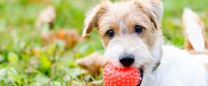 Un chien tenant une balle dans sa bouche