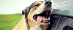 A dog sticking its head out of a car window