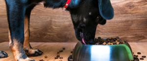 A puppy eating from a food bowl
