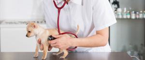 A puppy with a veterinarian