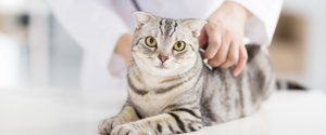 Cat at the veterinarian