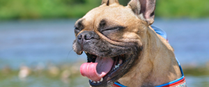 French Bulldog sneezing