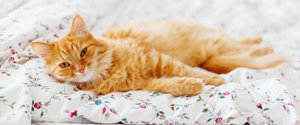 Un chat orange couché dans son lit