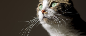 Chat avec de longues moustaches