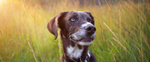 Chien senior dans un champ