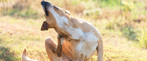 Chien se gratte le dos