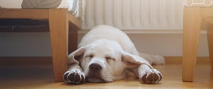 Labrador Retriever endormi
