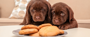 Deux chiots bruns voulant manger des biscuits