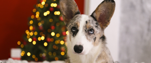 Corgi sitting in front of a Christmas tree