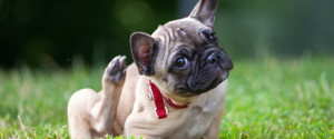 Bouledogue français se grattant les oreilles