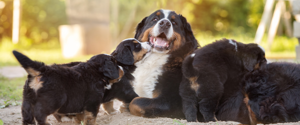 Bouvier bernois avec chiots