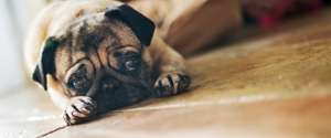 Pug laying on the floor