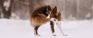 Border Collie attrape sa propre queue à l'extérieur