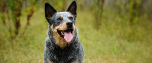 Large dog panting while outdoors