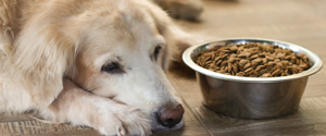 Un chien posé à côté d'un bol de nourriture rempli de croquettes