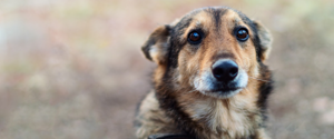 Un chien brun regardant la caméra