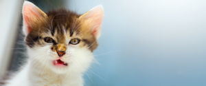 A kitten making a face at the camera