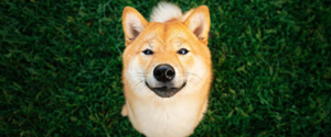 Un Shiba Inu assis dans l'herbe