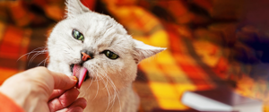 Chat gris léchant la main de son propriétaire