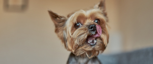 Yorkie licking its lips