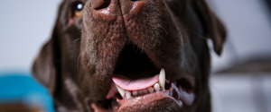 A brown dog's teeth